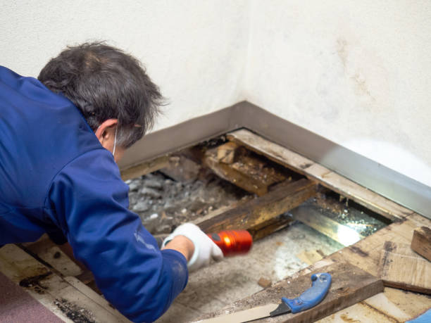 Best Mold Remediation for Specific Building Types in Liberty Corner, NJ