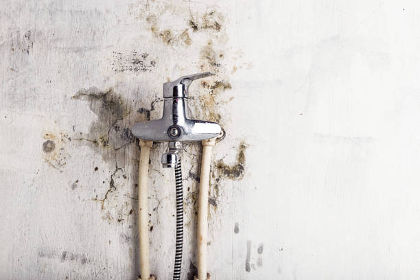 Best Black Mold Remediation in Liberty Corner, NJ