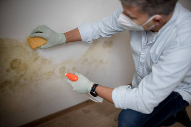 Best Localized Mold Remediation (e.g., coastal areas, humid climates) in Liberty Corner, NJ