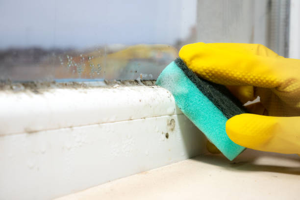 Best Kitchen Mold Remediation in Liberty Corner, NJ