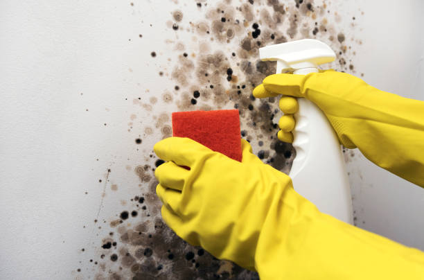 Best DIY Mold Remediation Support Services in Liberty Corner, NJ