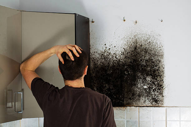 Best White Mold Remediation in Liberty Corner, NJ