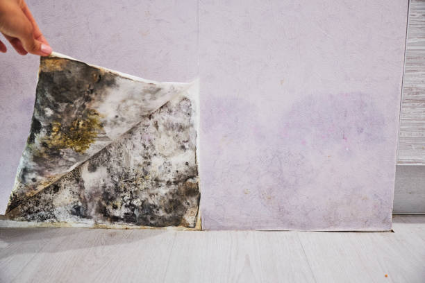 Best Industrial Mold Remediation in Liberty Corner, NJ